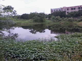 南海西樵人工湿地